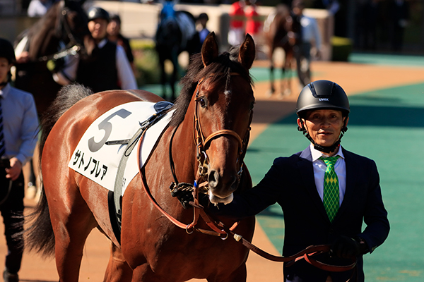 パドックでのサトノフレア号