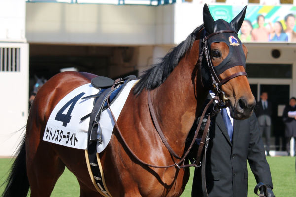 パドックでのサトノスターライト号