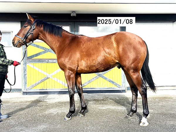 サトノフレア号