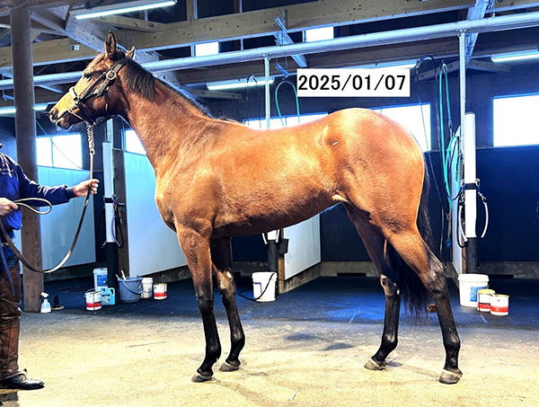 サトノスターライト号