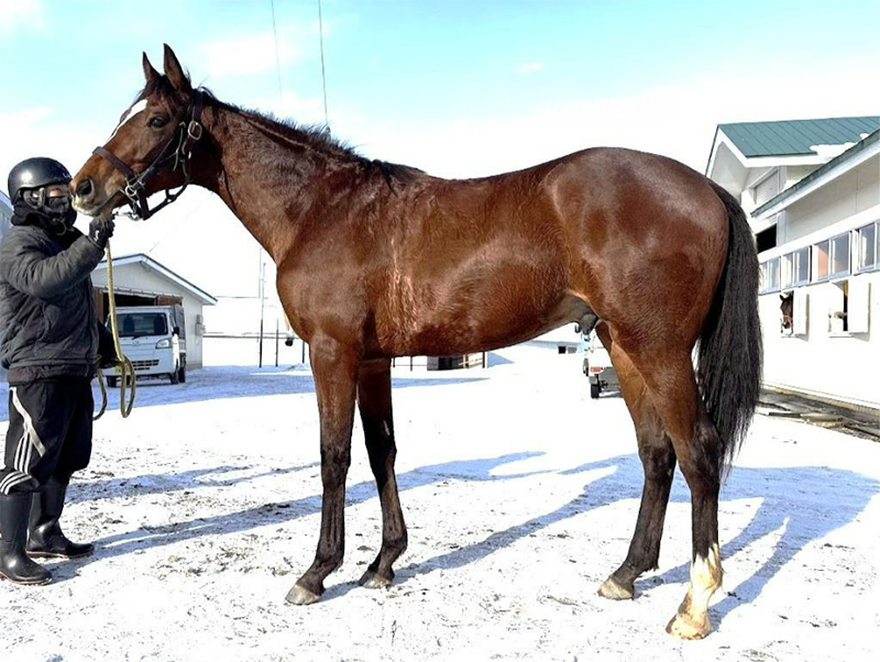 サンドレスの2024（牡）