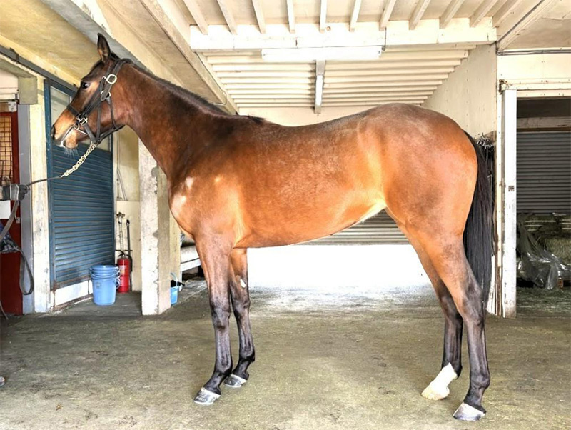 サトノディーバの2024（牝）